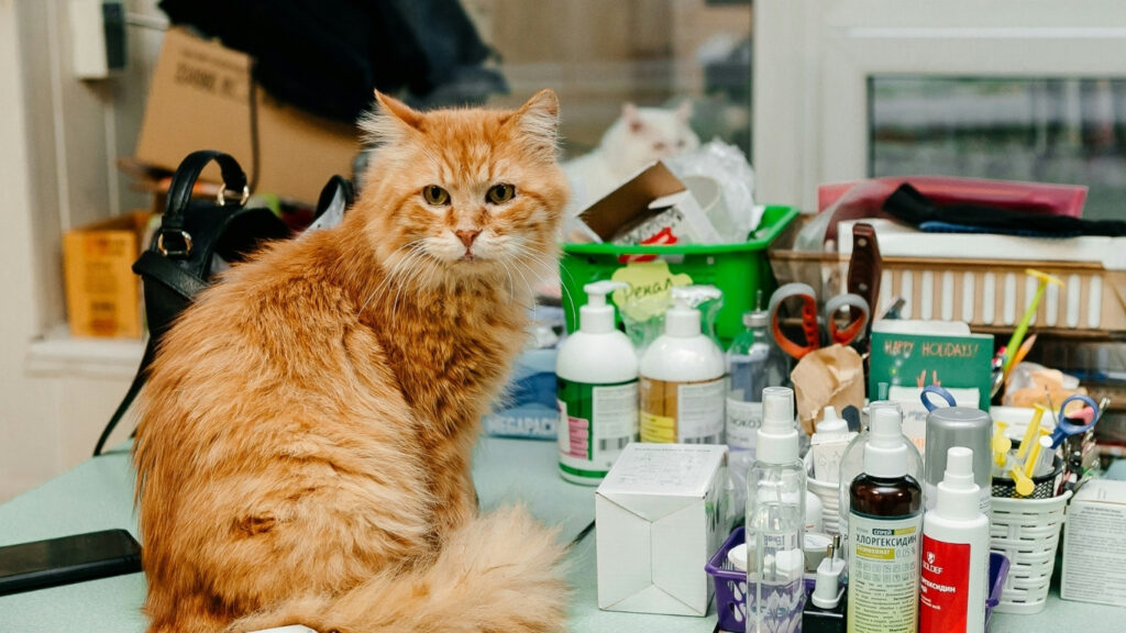 how long does it take for cat dewormer to work
