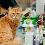 how long does it take for cat dewormer to work