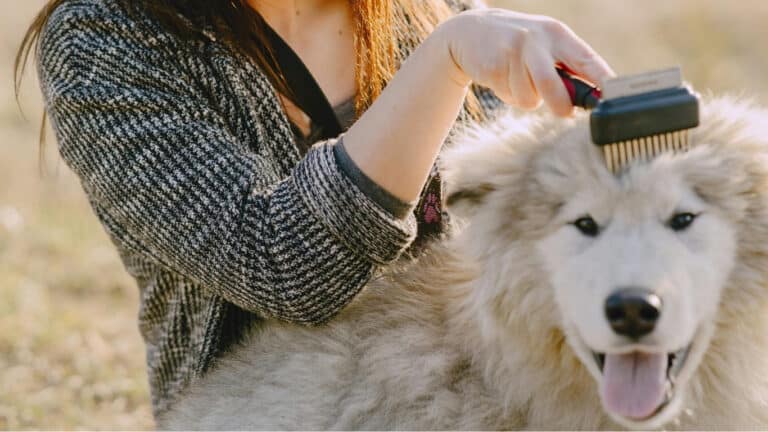 what is a slicker brush for dogs