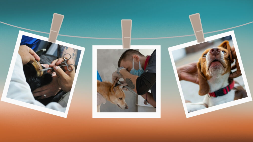 how to bandage dog ear