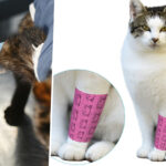 how to bandage a cats paw