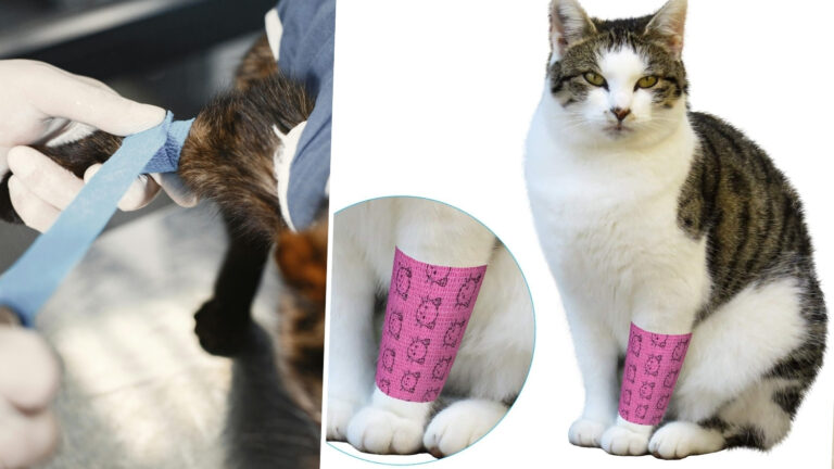 how to bandage a cats paw