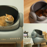 how to move a cat's litter box