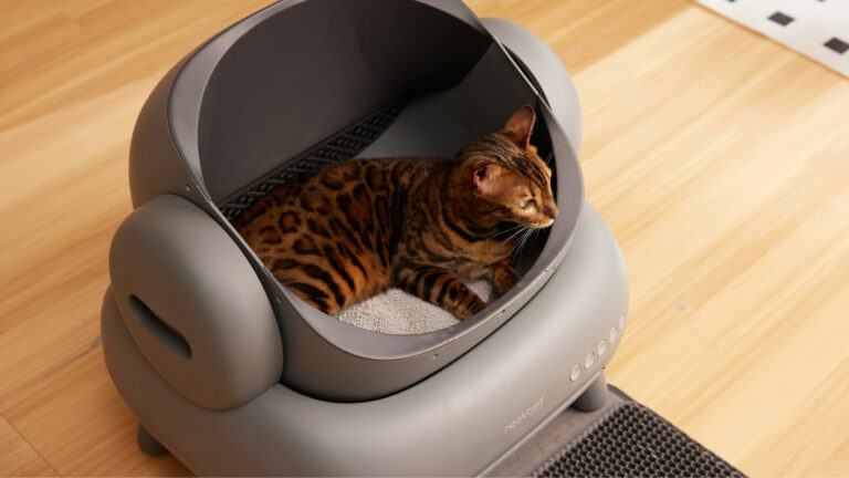how much cat litter to use