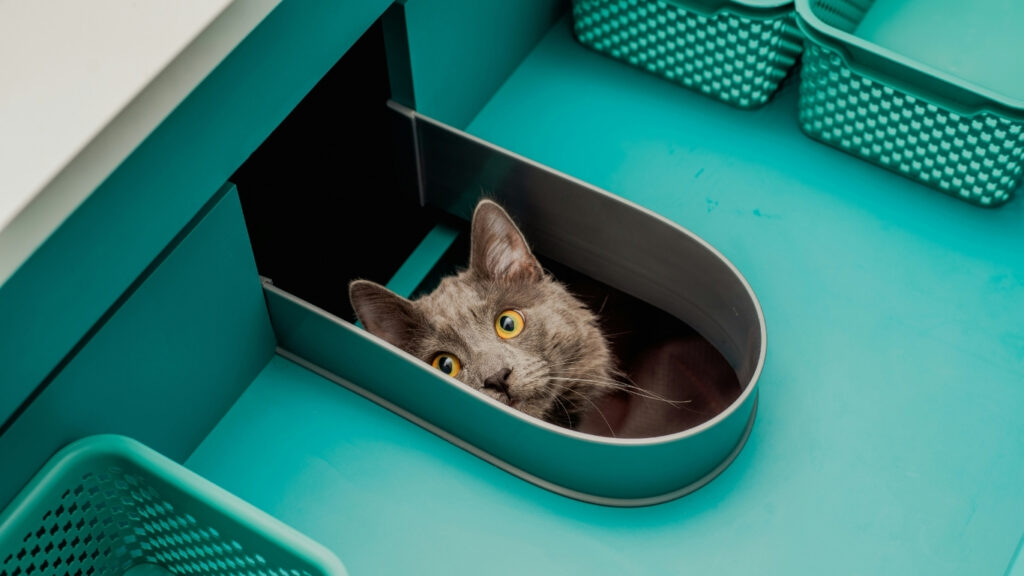 how to attract cat to new litter box